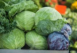 Find Out The Latest Findings About Cabbage