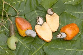 Health Benefits of Cashew Nuts