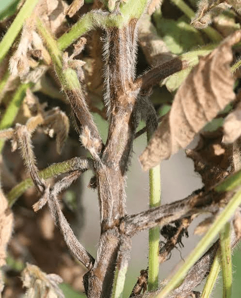 Root Rots Disease on Beans Production: Identification & Control