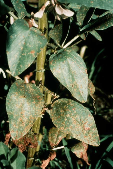 Rust Disease on Beans Production: Identification & Control
