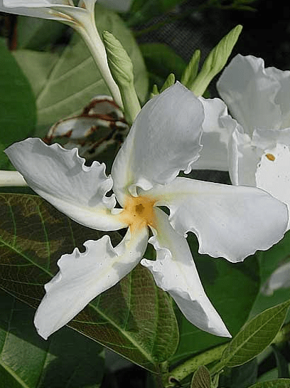 Medicinal Health Benefits of Dawn Vine (Chonemorpha Fragans)