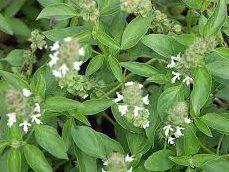 American Basil (Ocimum Americanum)