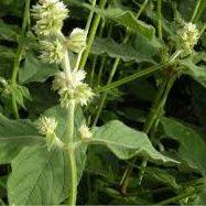 Avantages pour la santé de Cyathula officinalis (Chuan Niu Xi)