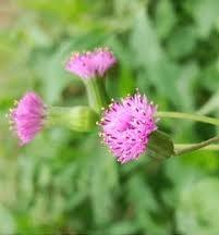 Health Benefits of Emilia Sonchifolia (lilac tasselflower)