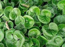 Health Benefits of Asarum europaeum (European wild ginger)