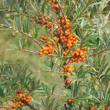 17 Manfaat Kesehatan Obat dari Hippophae rhamnoides (Sea Buckthorn)