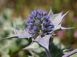 8 benefícios medicinais para a saúde do Eryngium maritimum (cardo-marinho)