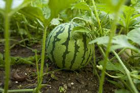 The Environment That Watermelon Grow Best In