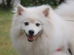 American Eskimo Dogs: Description and Complete Care Guide