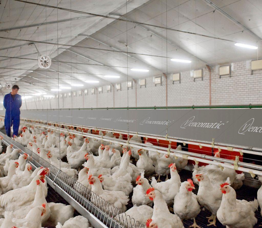 Different Types of Poultry Houses and Their Uses