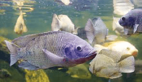 10 Unique Advantages of Tilapia Fish Farming