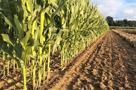 How to Plant Maize - Complete Guide