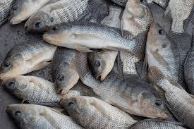Healing Powers and Health Benefits of Tilapia Fishes
