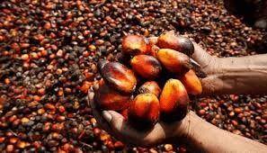 Reasons Why You Should Invest In Oil Palm Business