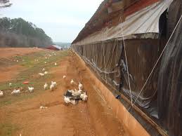 Top 5 Features of Poultry Houses/Buildings