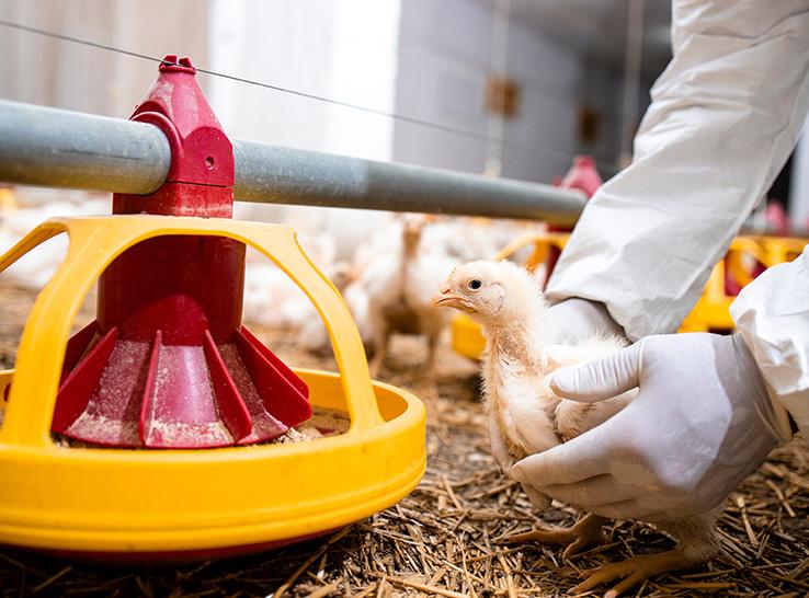 Best Feeding Practices in Poultry Farming: Ad Libitum vs Restricted Feeding