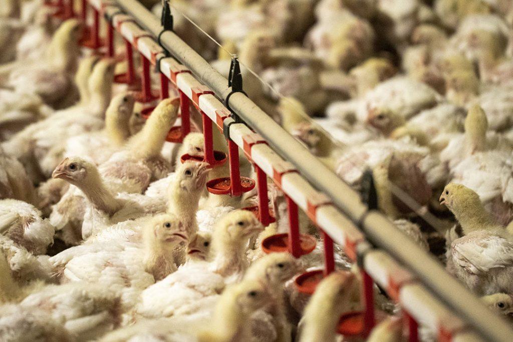 Best Feeding Practices in Poultry Farming: Ad Libitum vs Restricted Feeding