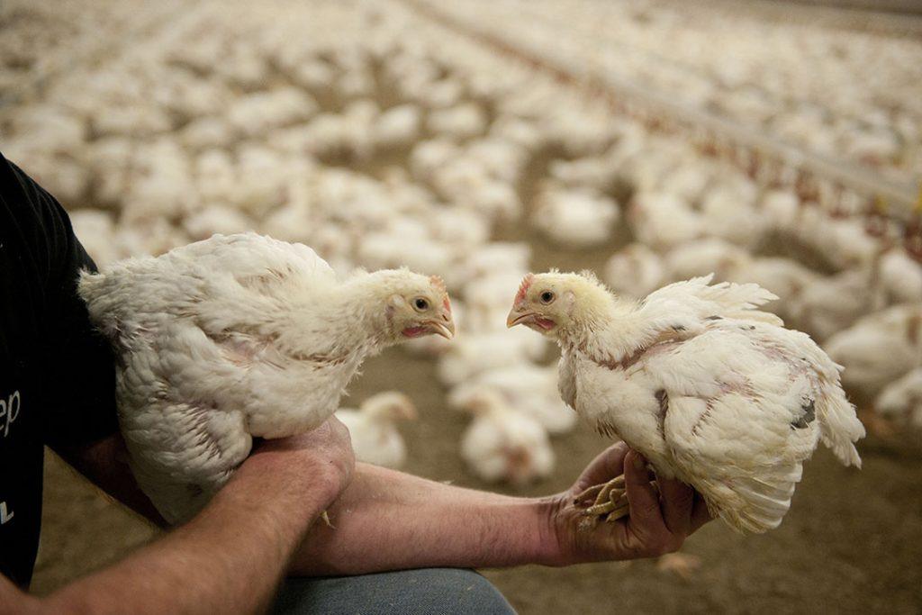 Factors That Influence Successful Hatchery Operations