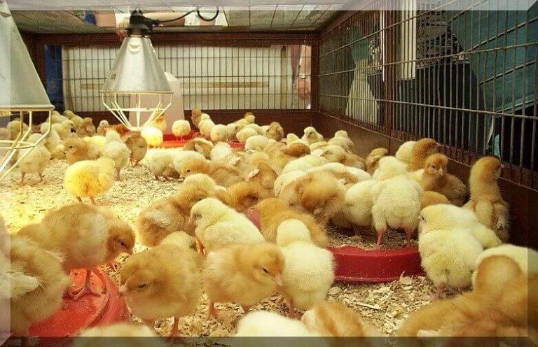 Brooding Methods in Raising Poultry Chickens for Optimum Performance ...