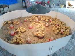 Brooding Methods in Raising Poultry Chickens for Optimum Performance ...