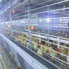 Brooding Cable Brooding Methods in Raising Poultry Chickens for Optimum Performance ...