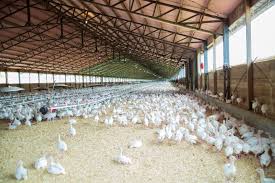 Important Considerations in Rearing Poultry Chickens for Optimum Performance
