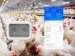 Important Considerations in Rearing Poultry Chickens for Optimum Performance