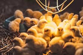 Important Considerations in Rearing Poultry Chickens for Optimum Performance