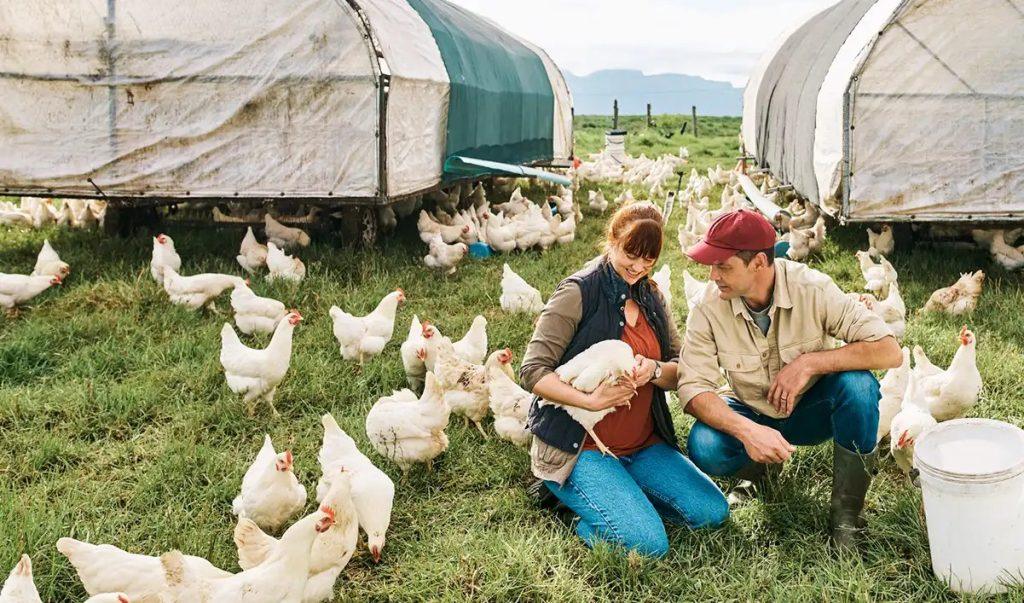 Important Considerations in Rearing Poultry Chickens for Optimum Performance