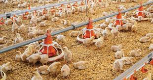 Important Considerations in Rearing Poultry Chickens for Optimum Performance