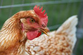Important Considerations in Rearing Poultry Chickens for Optimum Performance