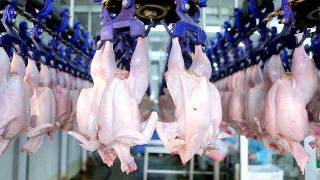 Meilleure Gestion et les Pratiques de Traitement de la Viande de Volaille
