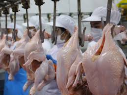 Meilleure Gestion et les Pratiques de Traitement de la Viande de Volaille