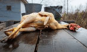 Meilleure Gestion et les Pratiques de Traitement de la Viande de Volaille