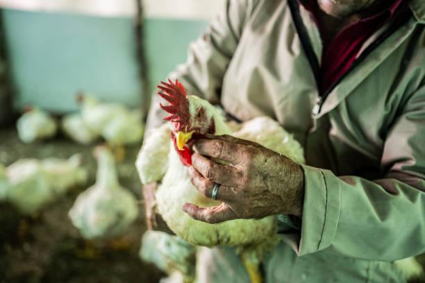 Close-up of a man feeding a hen in a chicken coop