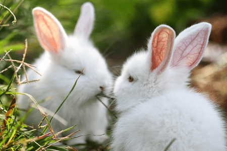 Rabbits Category