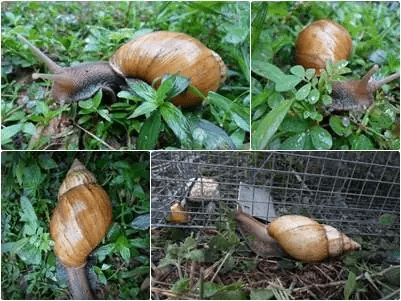 Snails Category
