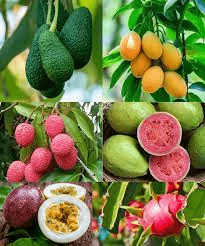 Fruits Category