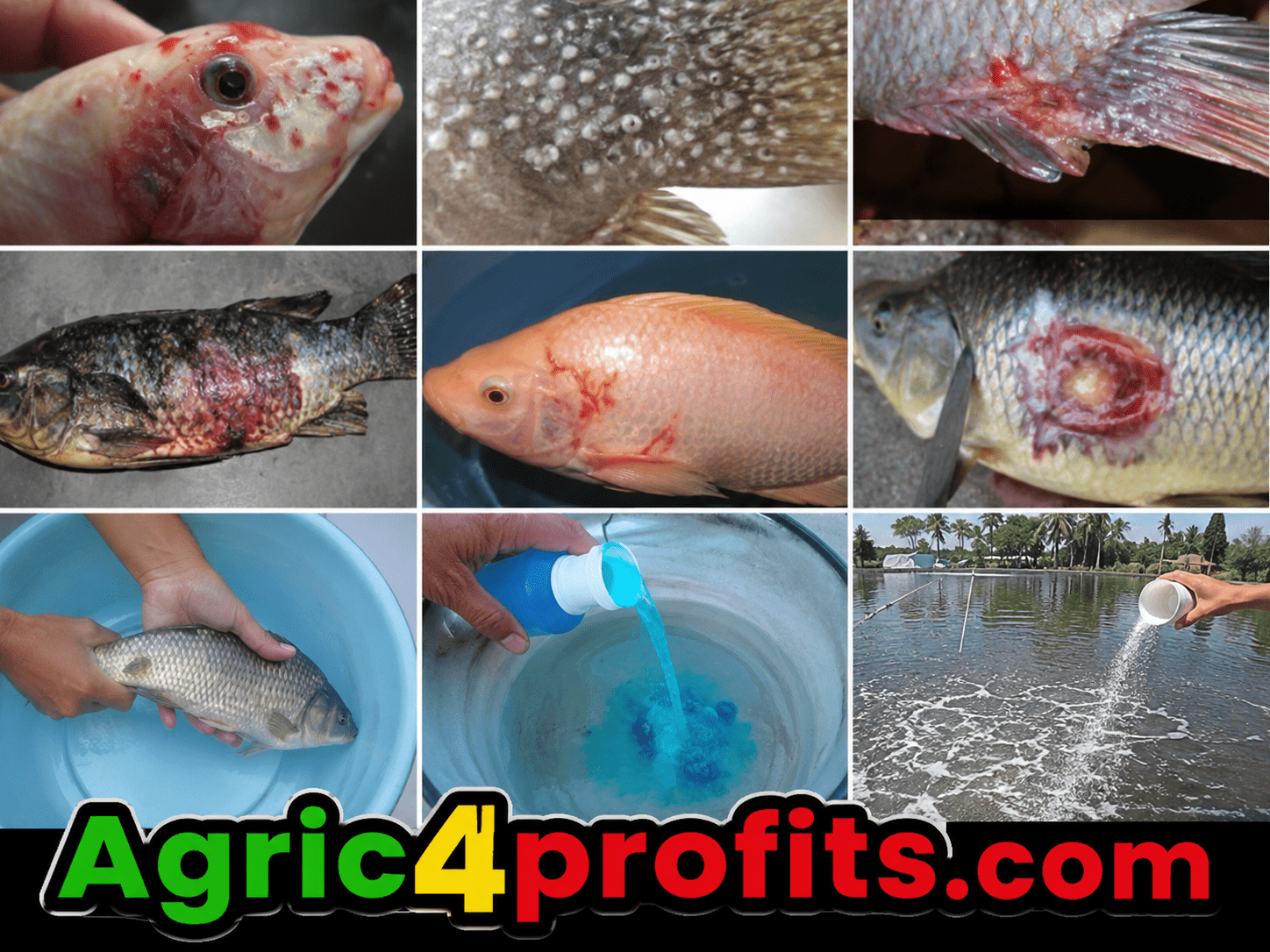 Types of Fish Diseases and Methods of Prevention/Treatment - Agric4Profits