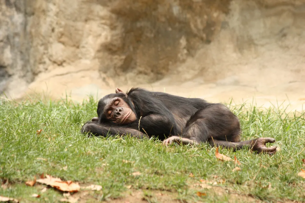 Do Monkeys and Chimpanzees Menstruate? The Surprising Truth!