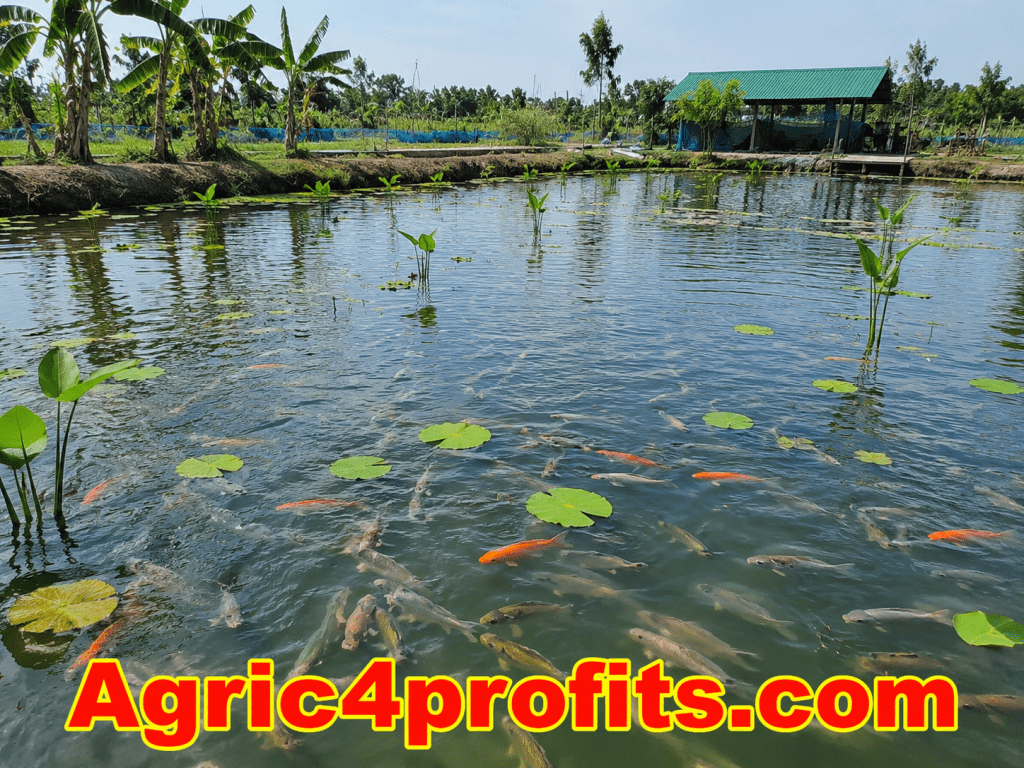 Basic Principles in Fish Farming - Agric4Profits