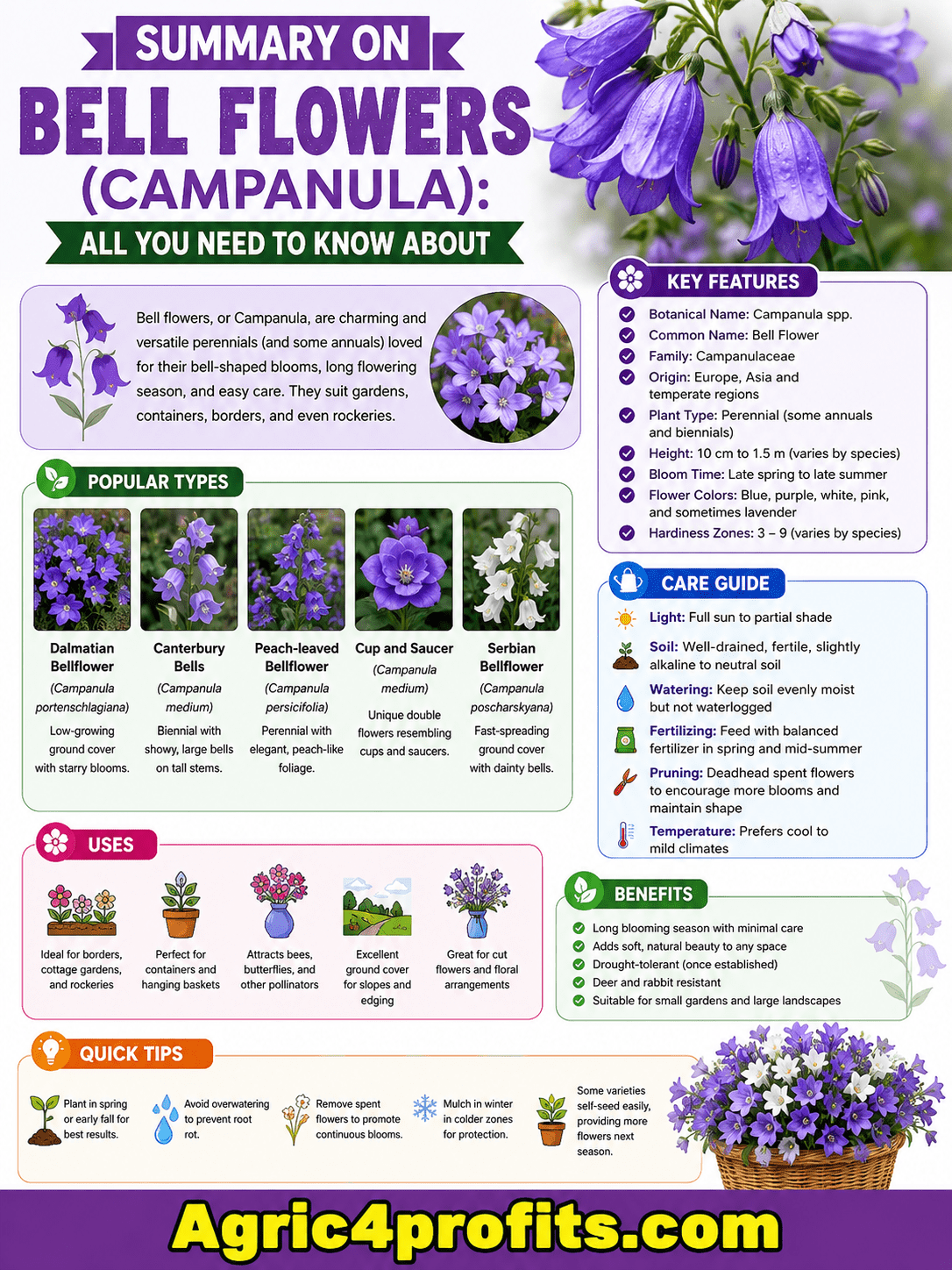 Bell Fleurs (Campanula): Tout Ce Que Vous Devez Savoir À Propos De