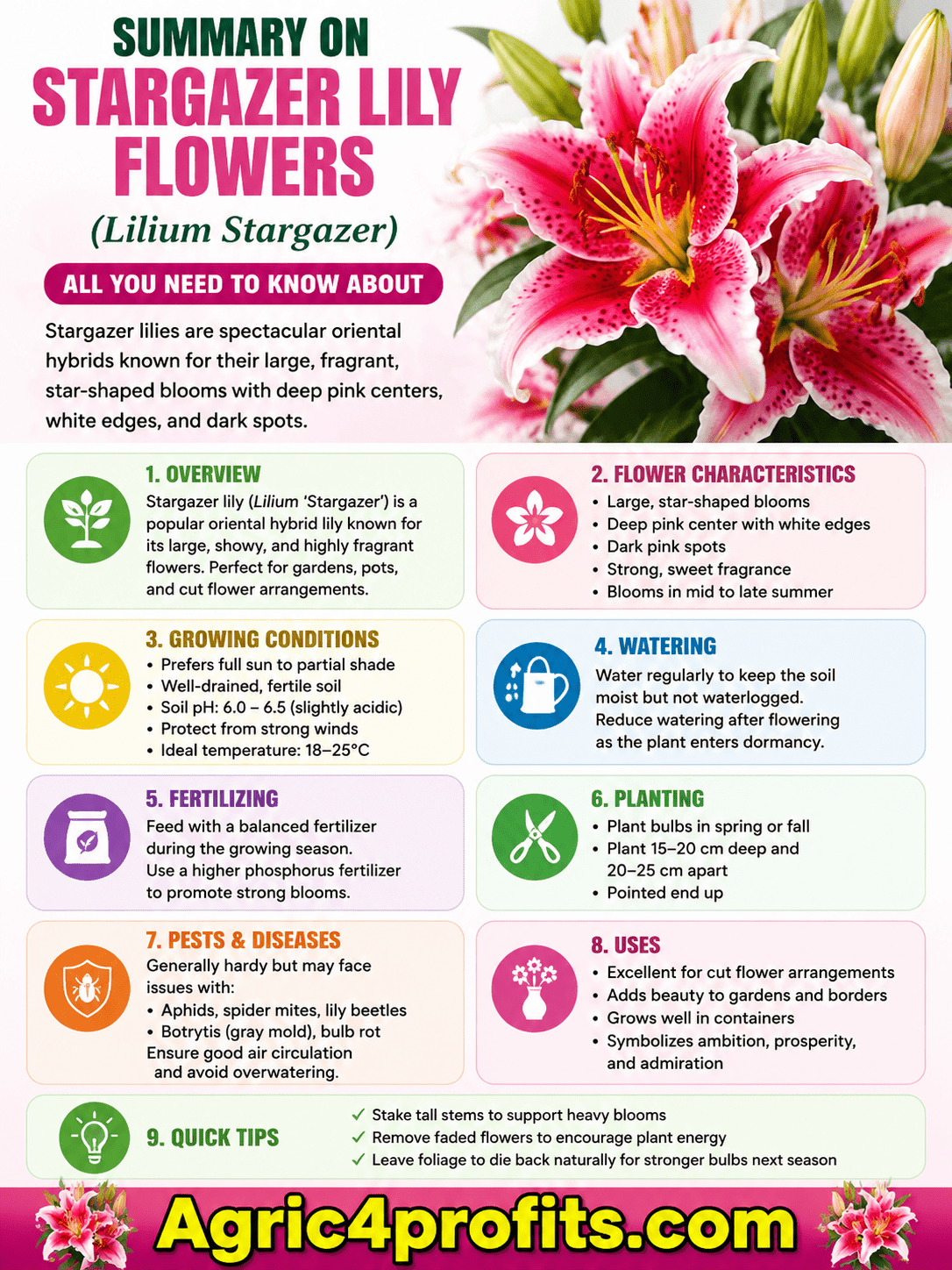 Stargazer Fleurs De Lys (Lilium Stargazer): Tout Ce Que Vous Devez Savoir À Propos De