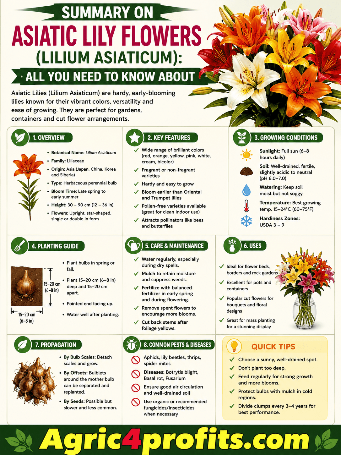 Asiatic Lily Flowers(Lilium Asiaticum): All You Need To Know About