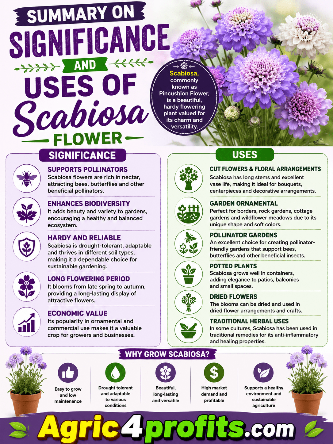 Significance and Uses of Scabiosa Flower