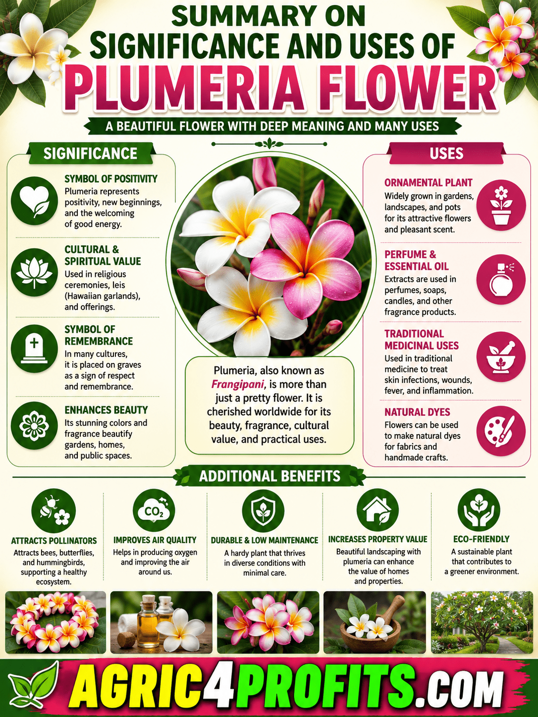 Significance and Uses of Plumeria Flower