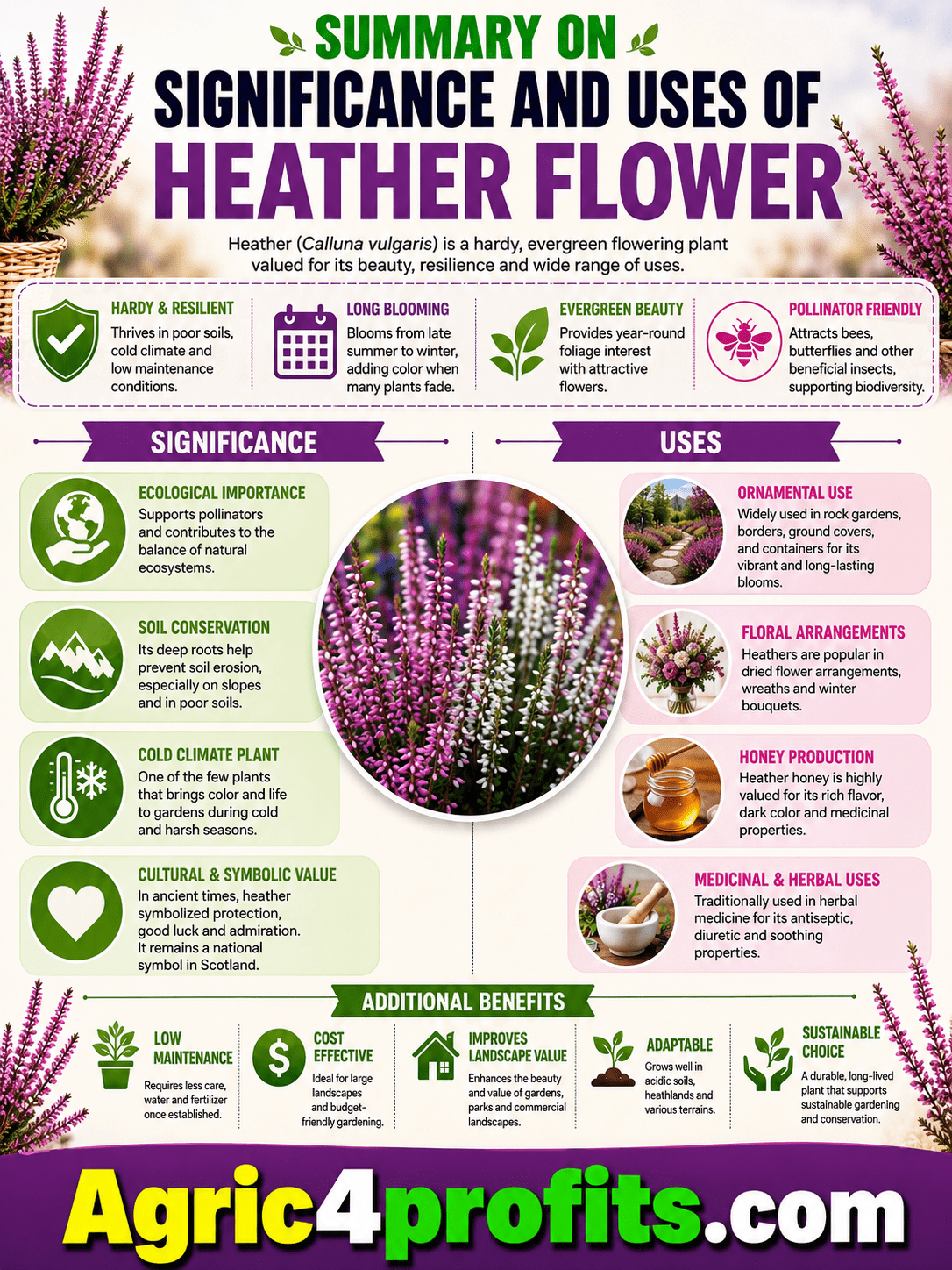 Significance and Uses of Heather Flower