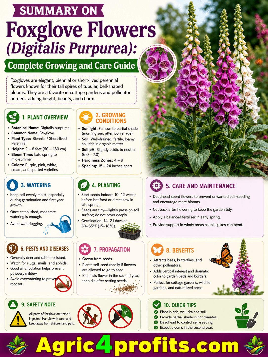 Foxglove Flowers (Digitalis Purpurea): Complete Growing and Care Guide