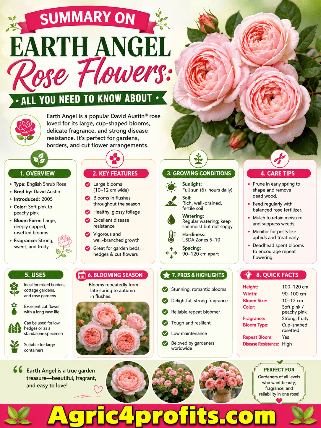 Earth Angel Rose Flowers: All You Need To Know About