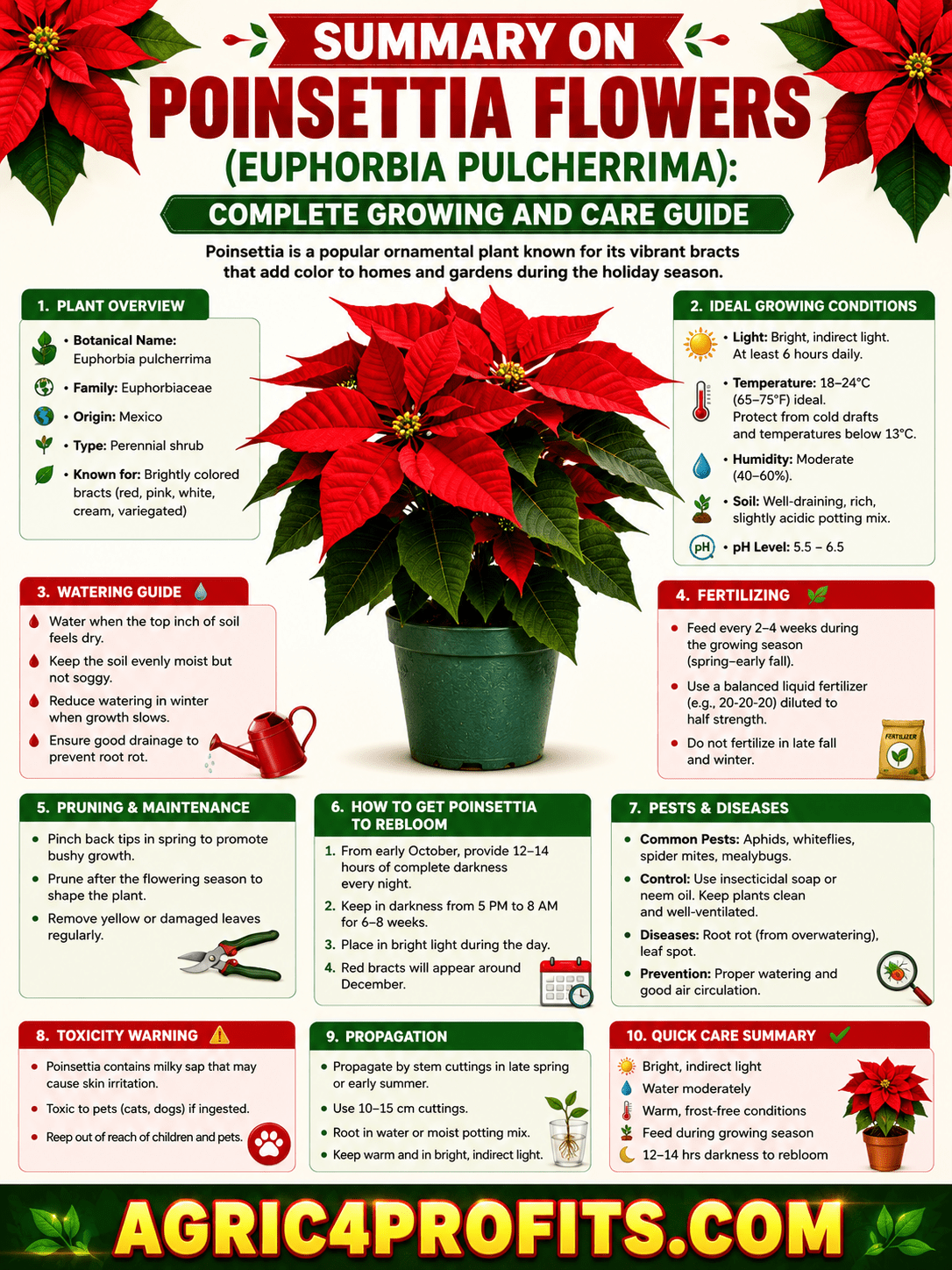 Poinsettia Flowers (Euphorbia Pulcherrima): Complete Growing and Care Guide